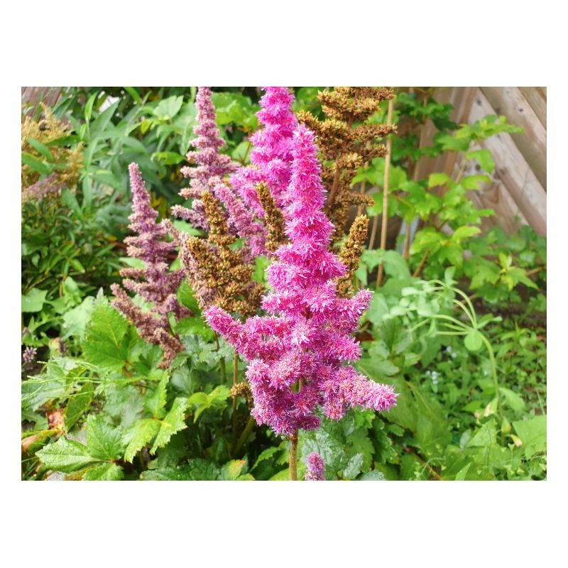 false buck's beard Astilbe japonica