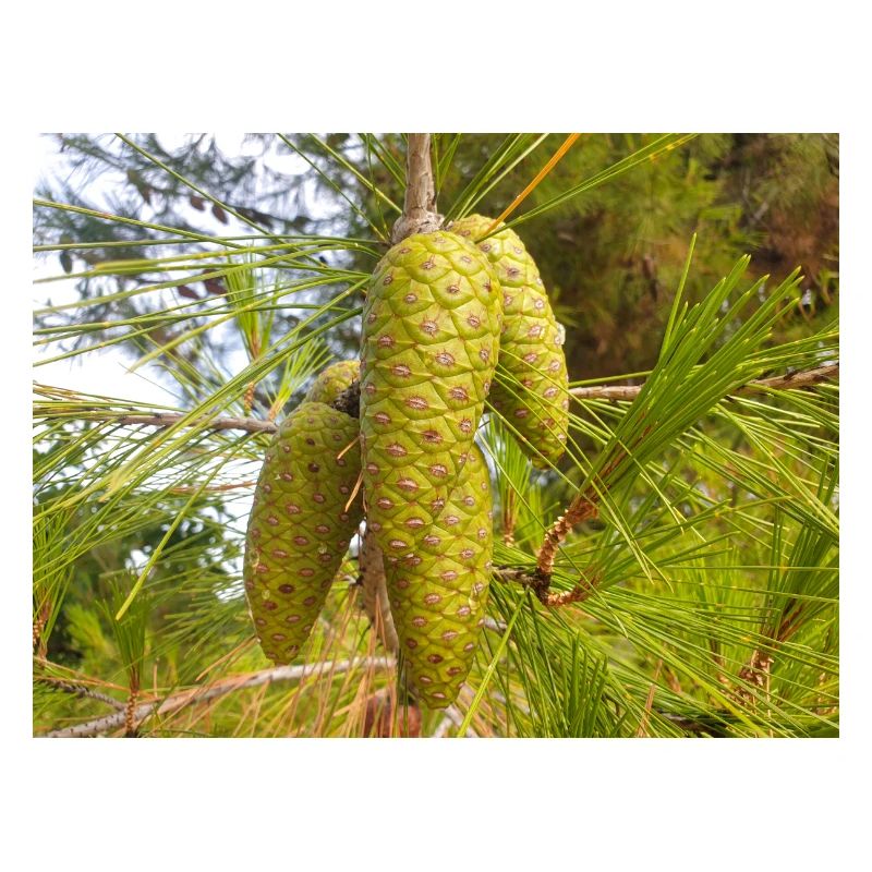 Pin d’Alep aussi Pin de Jérusalem Alep-Kiefer