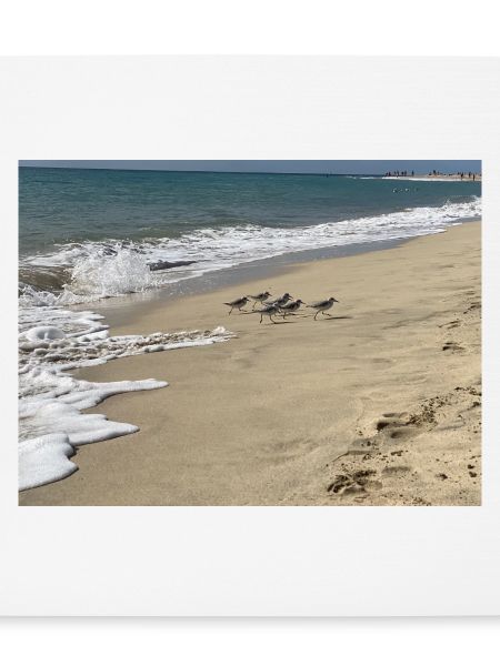 Run Bird run