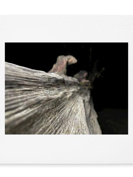 Pure Wood
