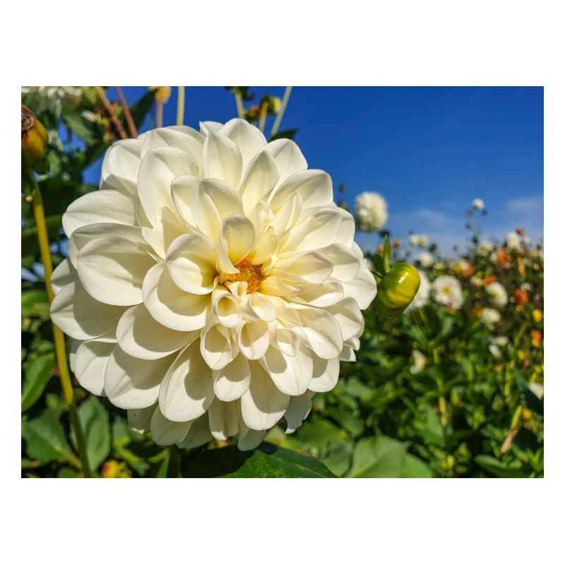 Dahlia (in german Dahlie) Dahlia