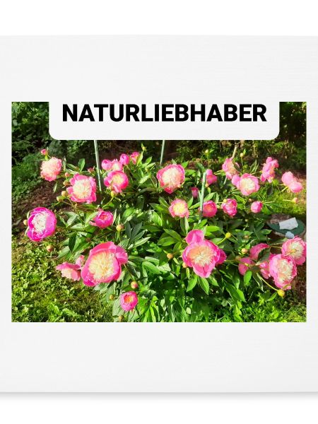 Peonies