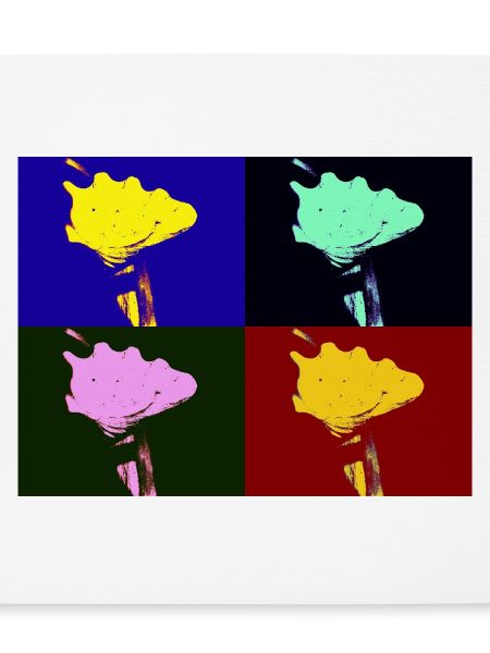 Shell Imagination