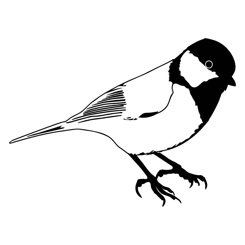 I like birds