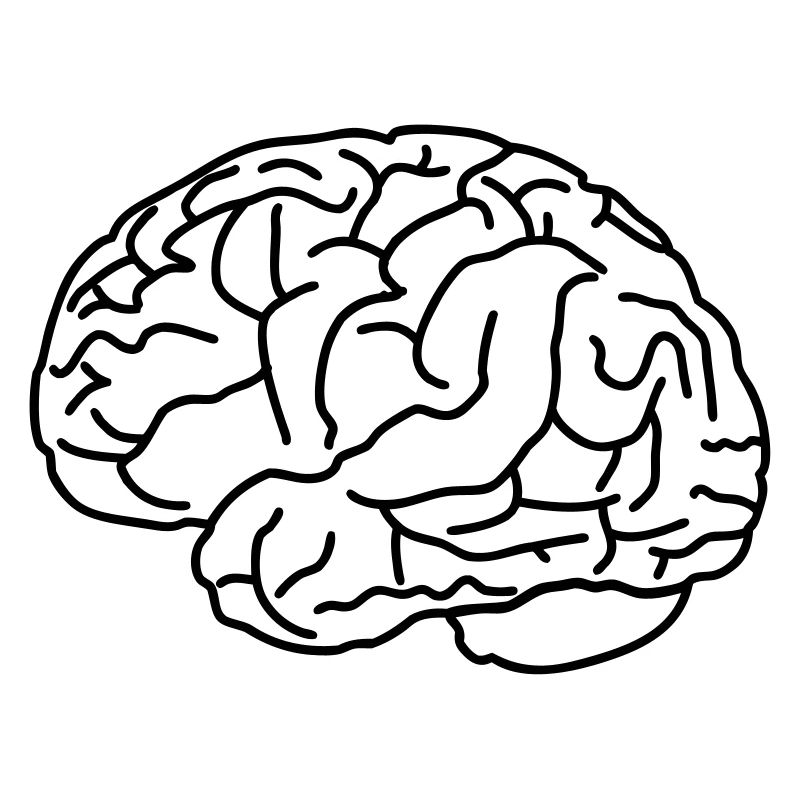 Brain