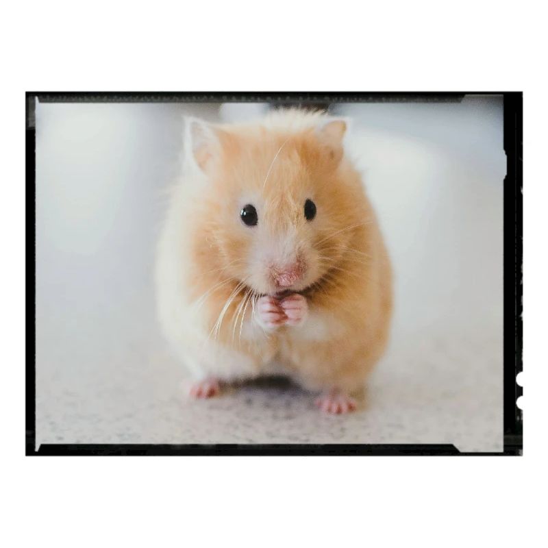 Hamster