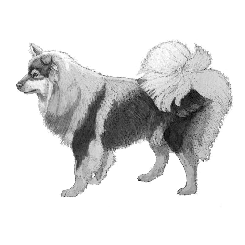 Finnischer Lapphund sh