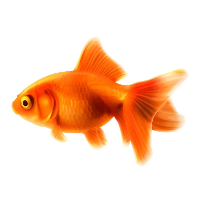 goldfisch
