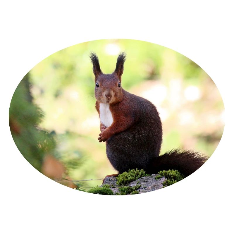 Eichhörnchen, Isibat