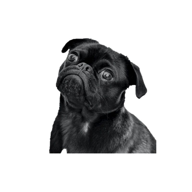 doggy hund