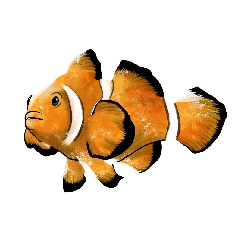 Clownfisch