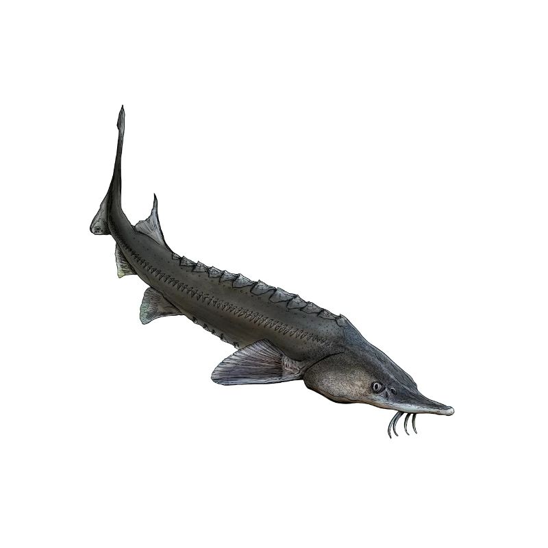 Stör
