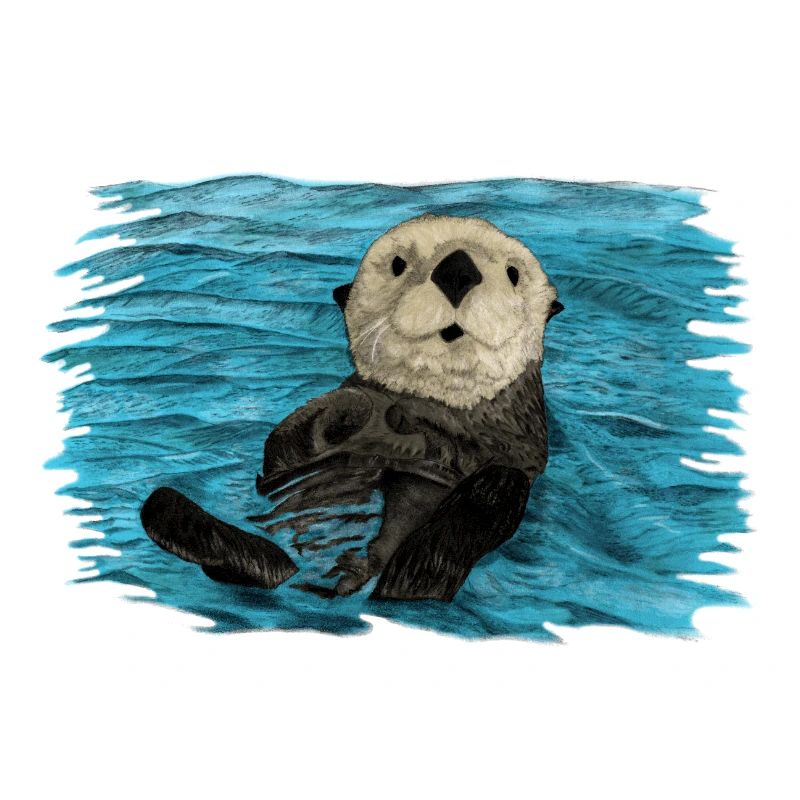 Seeotter