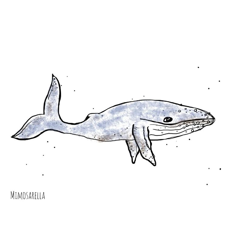Mimosarella Walfisch
