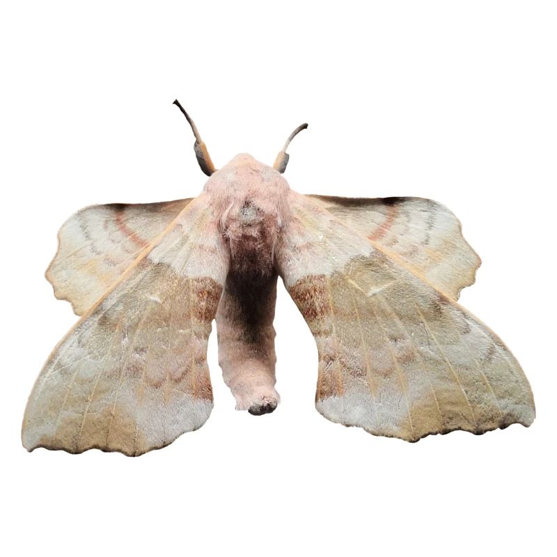 Butterfli ByRino