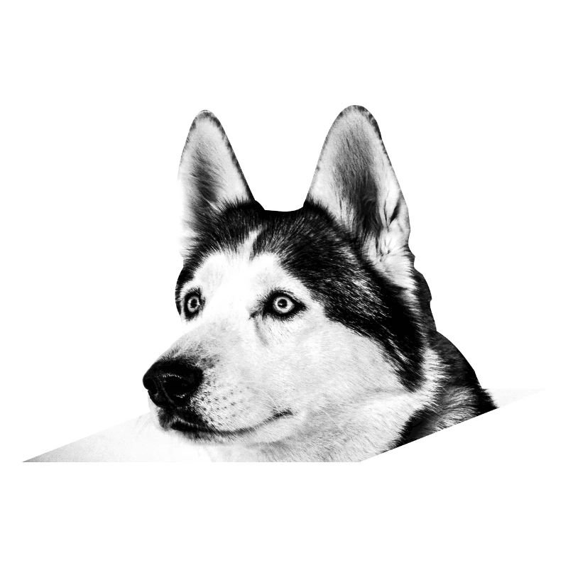 Husky