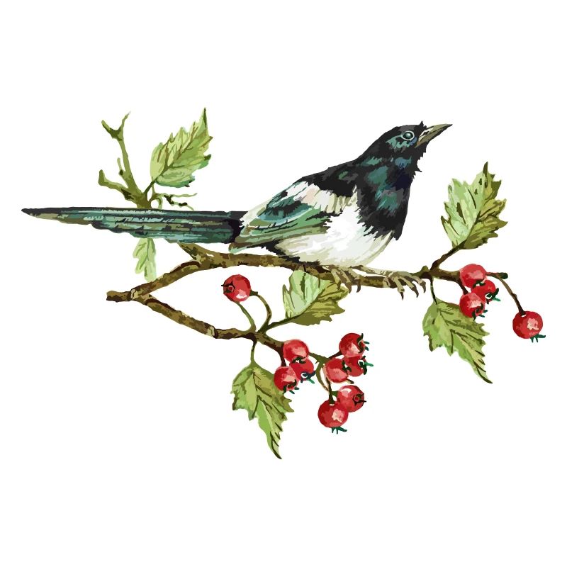 Elster Vogel