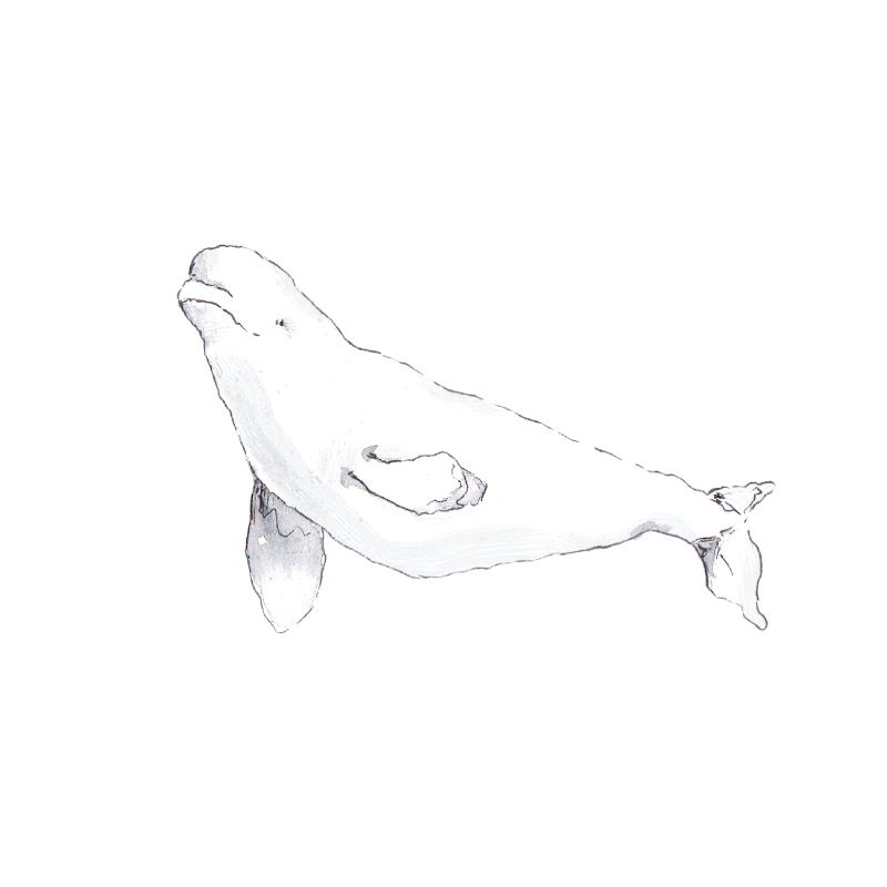 Beluga