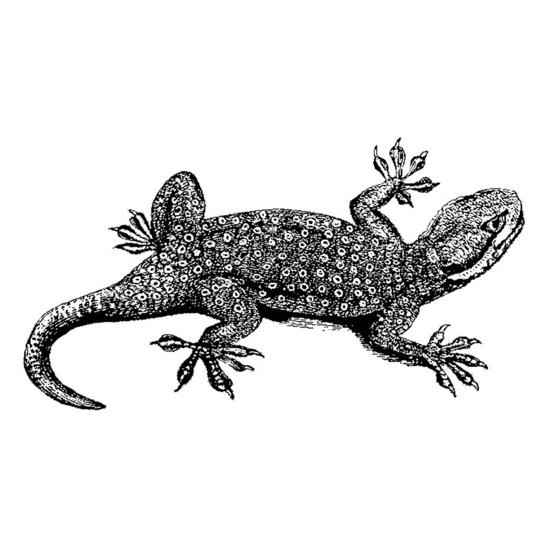 gecko