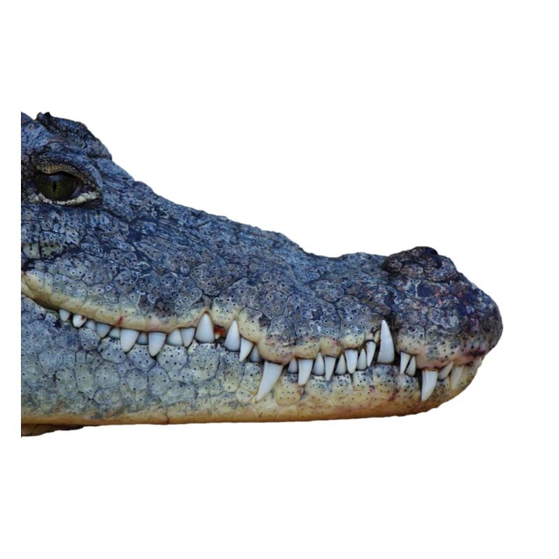 Krokodil, Kopf, Reptil,