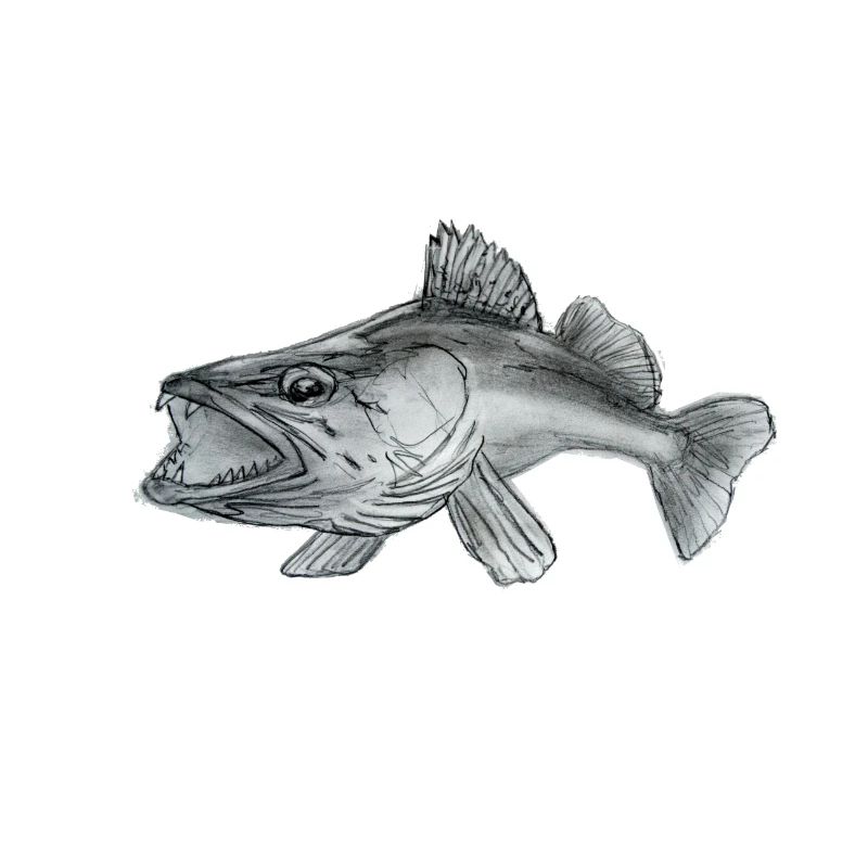 Zander