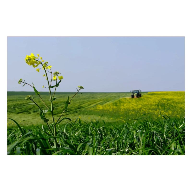 Rapsfeld