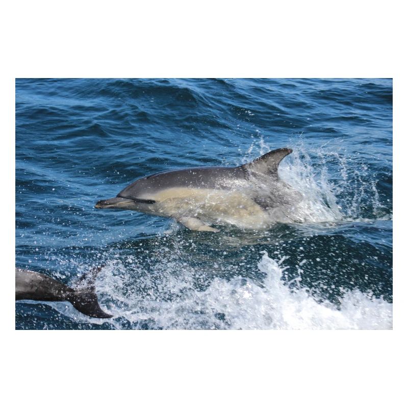 Dolphin