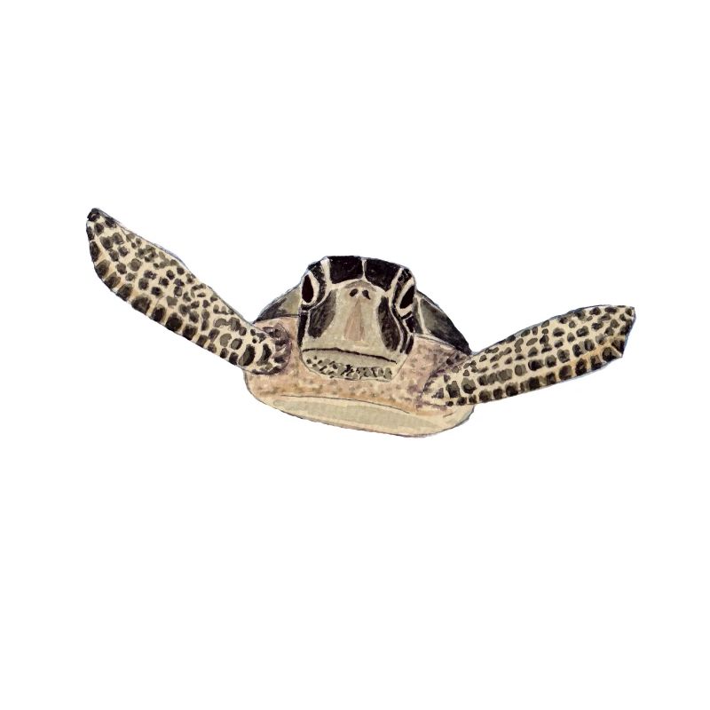 turtle 2