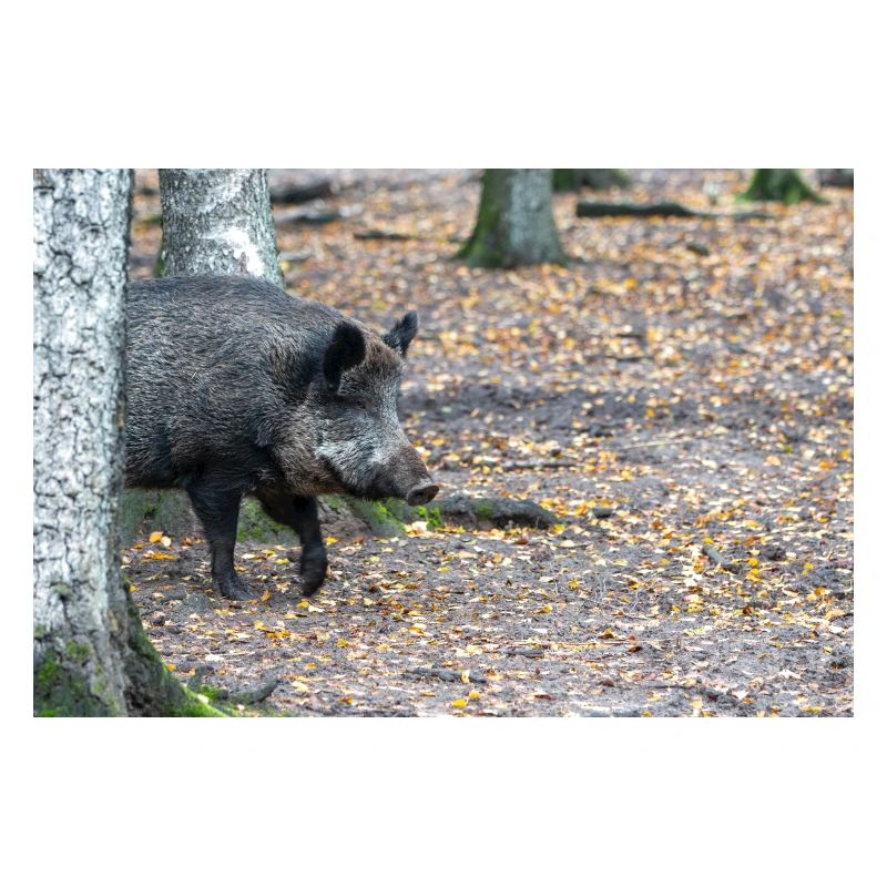 Wild boar (in German wild boar) Sus scrofa