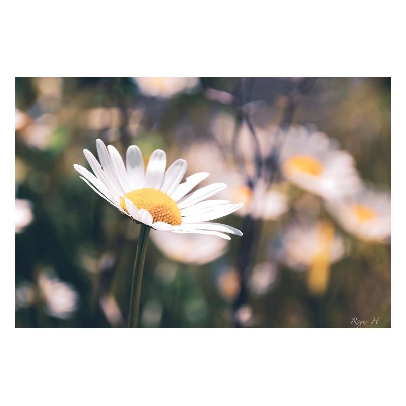 Daisy