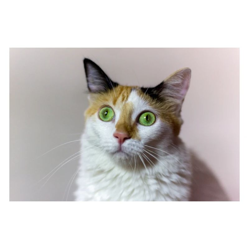 le chat