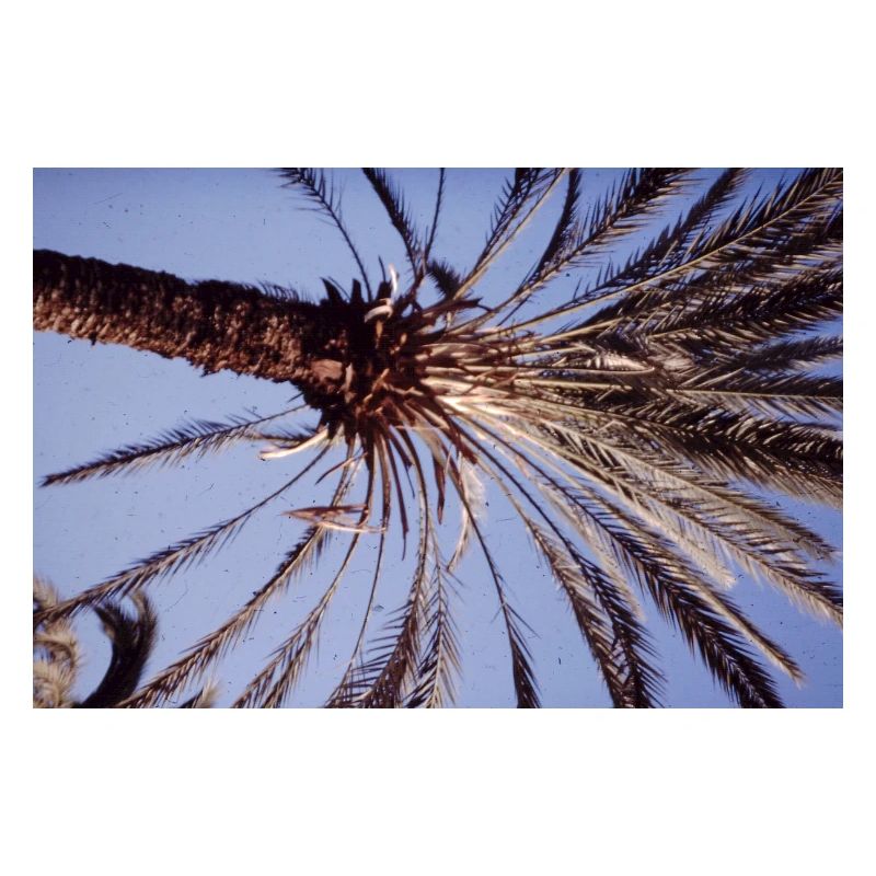 Coconut Tree