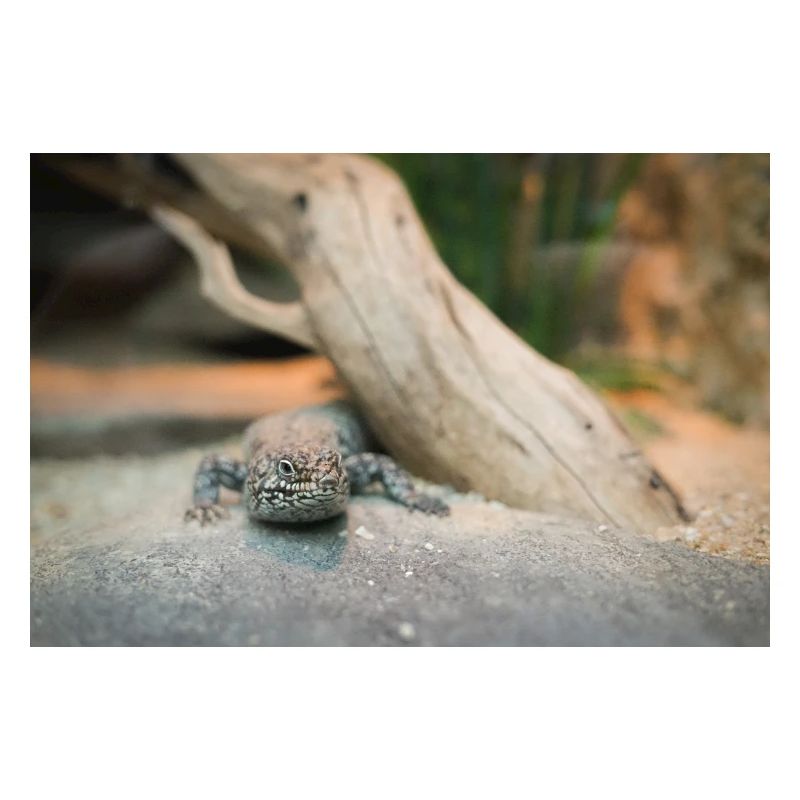 Der Skink