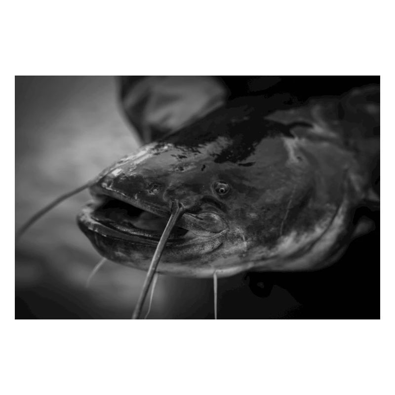 Detail Wels