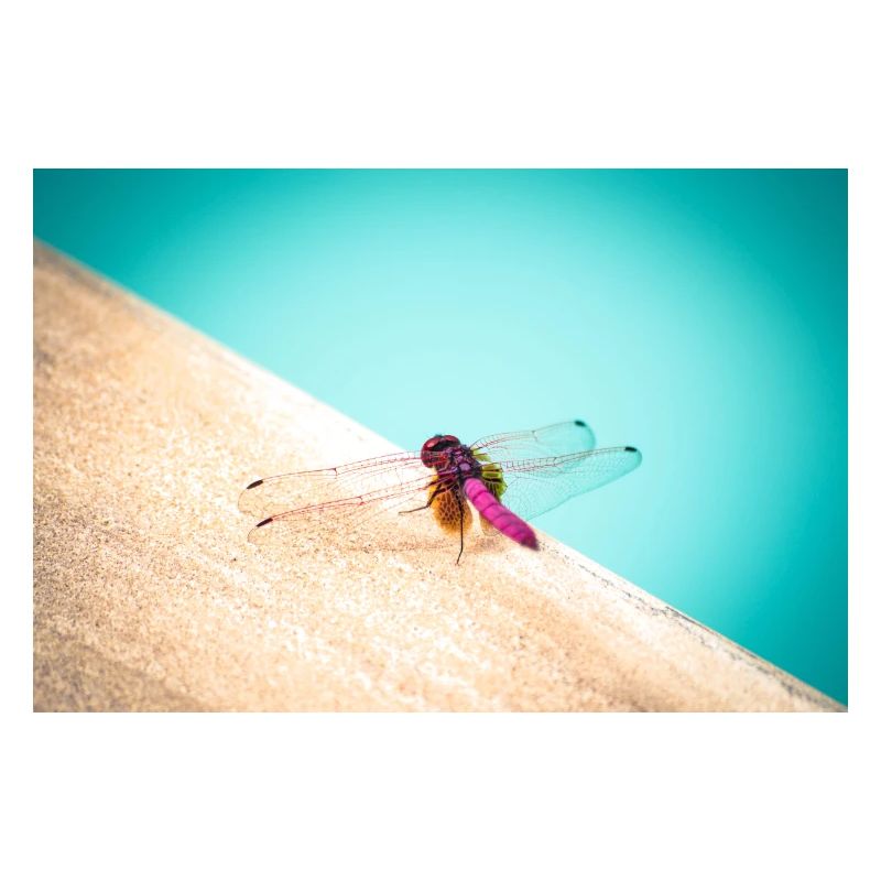 Dragon-Fly