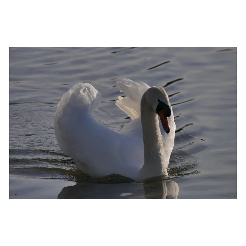 Schwan Poster