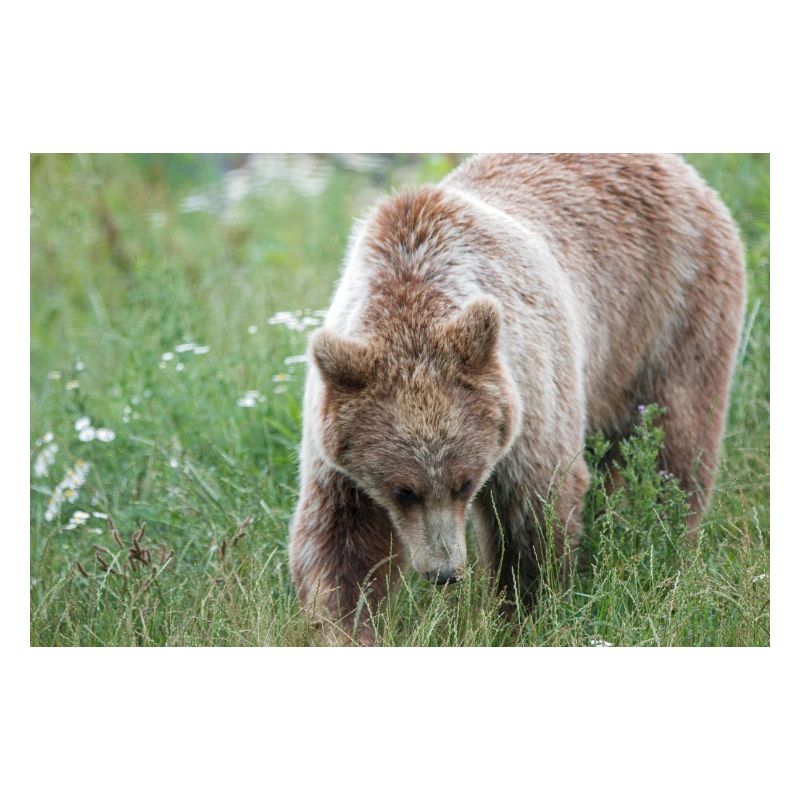 Braunbär Ursus arctos