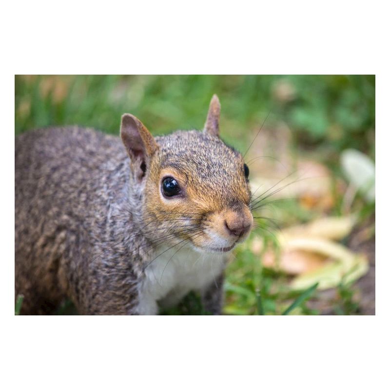 Grauhörnchen Sciurus