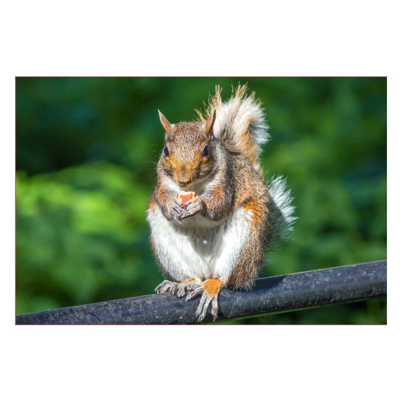 Eating Grey squirrel Grauhörnchen Sciurus caroline