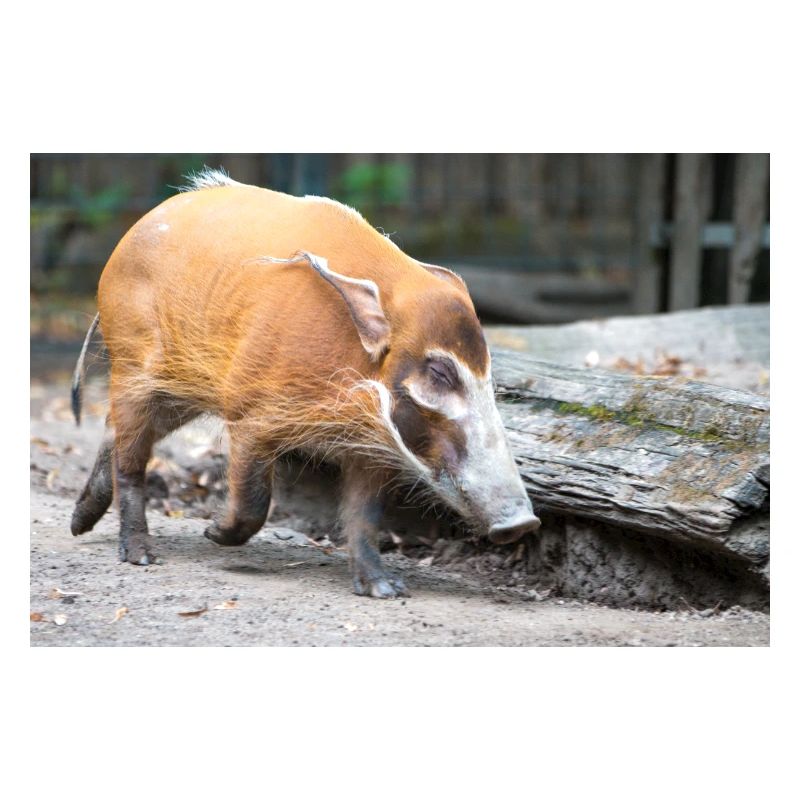 Buschschwein oder Rotflussschwein Pinselohrschwein