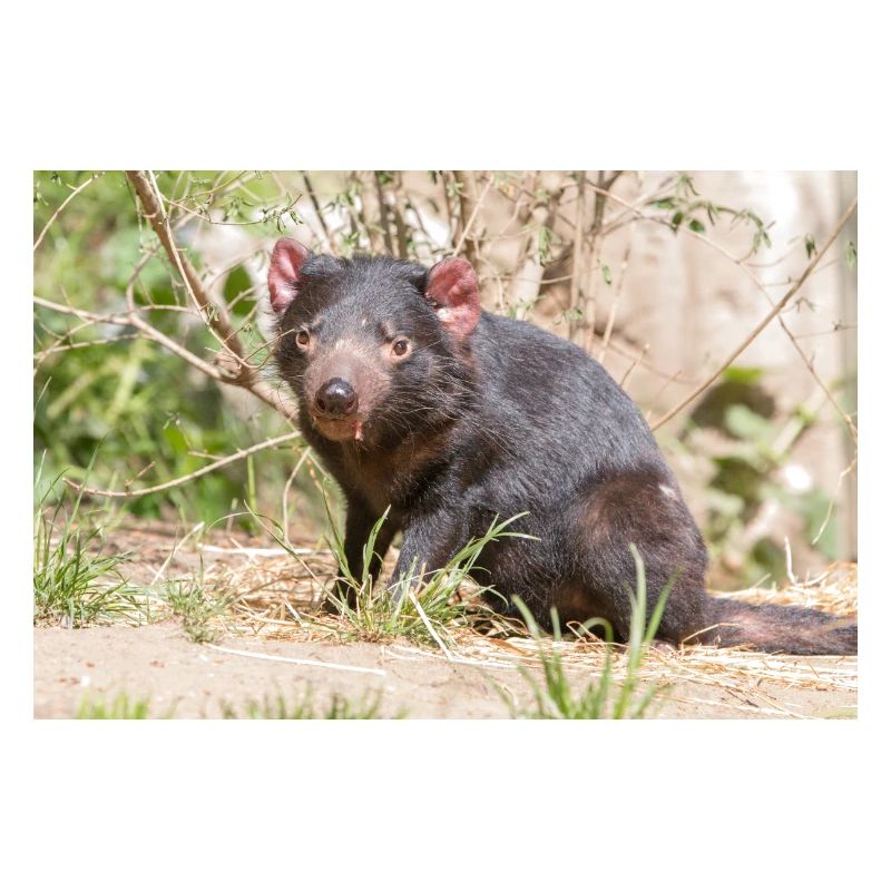 Tasmanian Devil (in german Beutelteufel)