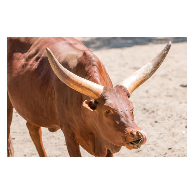Ankole-Watusi oder Ankole Longhorn Watussirind