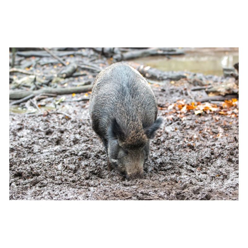 Wildschwein Sus scrofa
