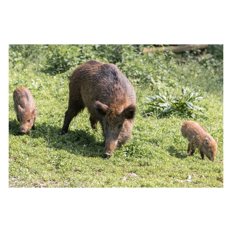 Wildschwein Sus scrofa