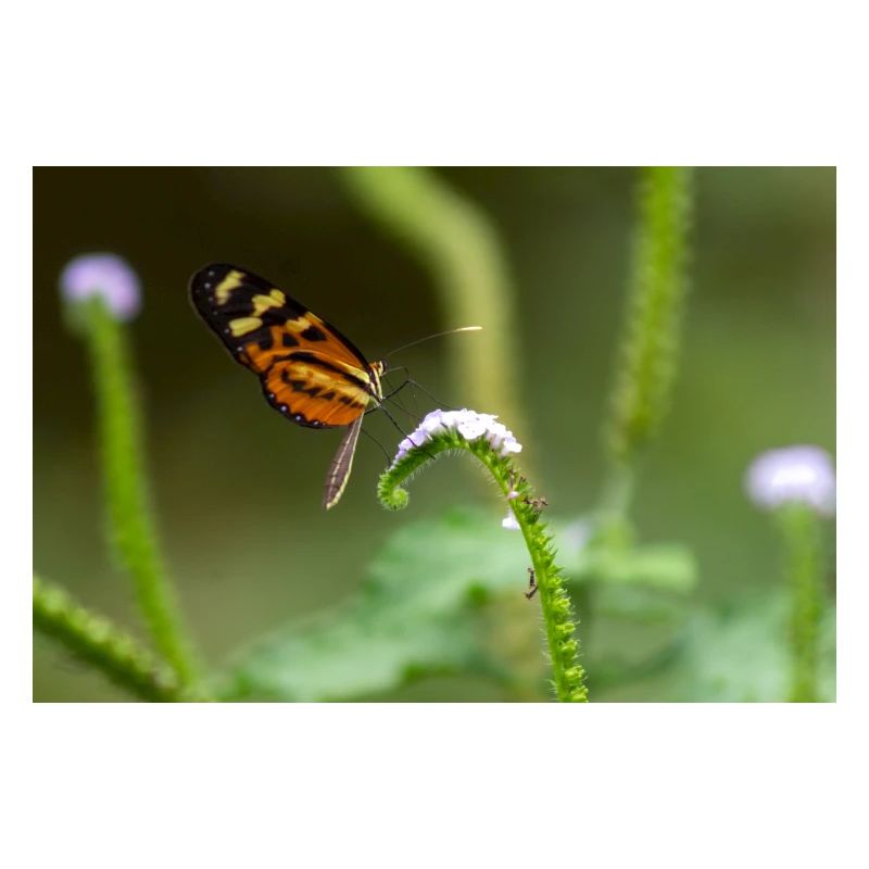 Schmetterling