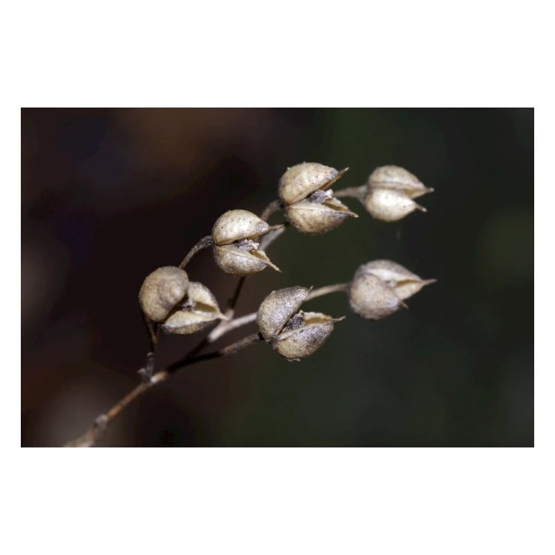 Trockenblume
