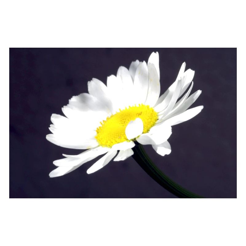 Margarite