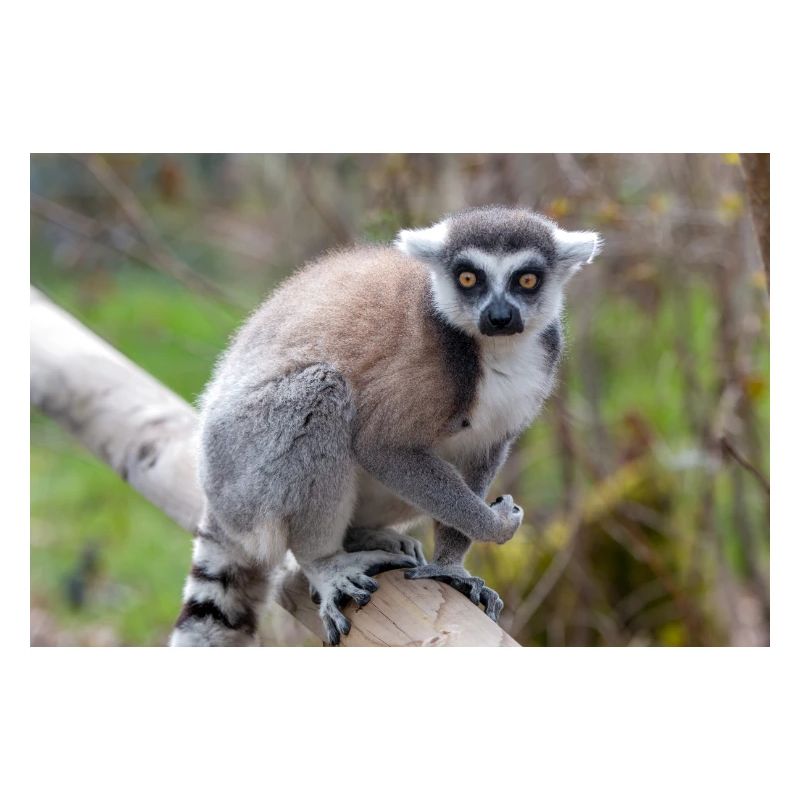 Kattas Lemur catta