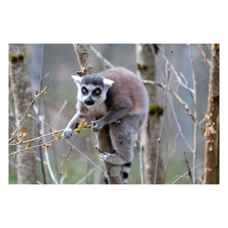 Kattas Lemur catta