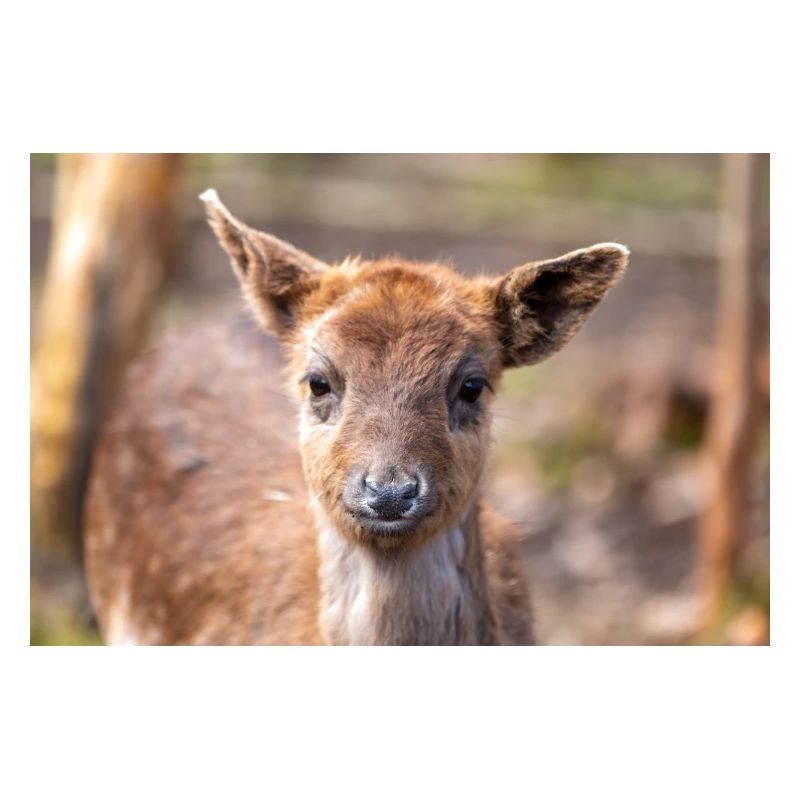 Damhirsch Damwild Dama